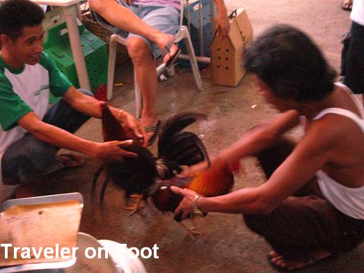 Traditional Sabong Match