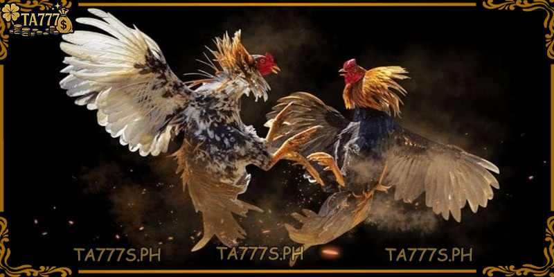 Regulatory Changes and Legal Aspects of Online Cockfighting News