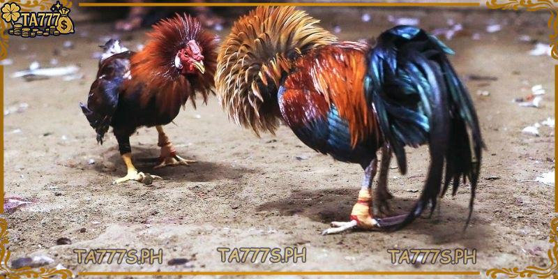 cockfighting-news-online